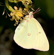 粉紅緣豆粉蝶 Colias interior