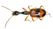 Colliuris pensylvanica (Linnaeus) Landschaft.jpg