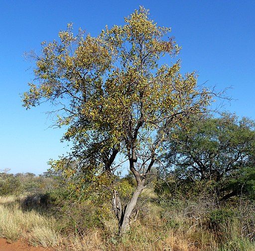 Combretum apiculatum, habitus, Steenbokpan, a