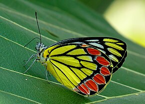 Common Jezebel Delias eucharis Bildbeschreibung bearbeiten von kadavoor.jpg.