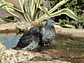 Common Rock Pigeons standing in the water.