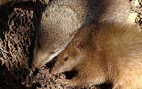 Common Tenrec at Peyrieras Reptile Reserve