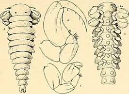 Onychocepon harpax