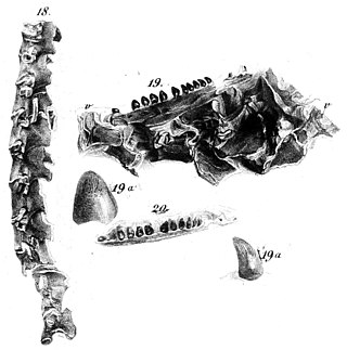 <i>Coniasaurus</i> Extinct genus of lizards