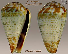 Description de l'image Conus bocagei 1.jpg.