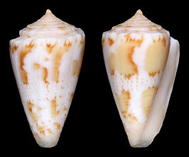 Conus magellanicus