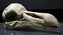 Záběr na pravou tvář lebky dronta mauricijského v muzejní expozici na černém pozadí.
