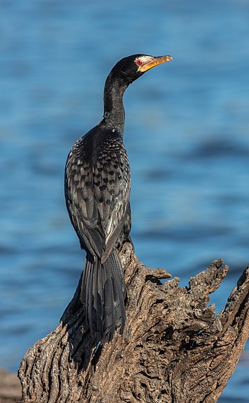 Microcarbo africanus