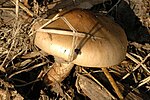 Thumbnail for Cortinarius turmalis