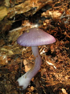 <i>Cortinarius iodes</i> Species of fungus