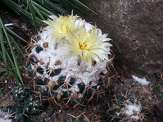 <i>Coryphantha pycnacantha</i> Species of cactus