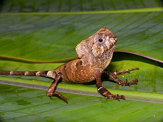 <i>Corytophanes</i> Genus of lizards