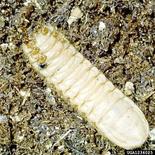 June beetle larva stage Cotinis nitida larva.jpg