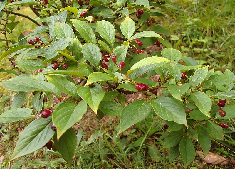 File:Cotoneaster foveolatus.jpg