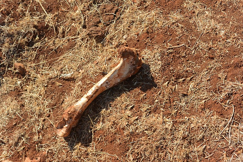 File:Cow bone.JPG