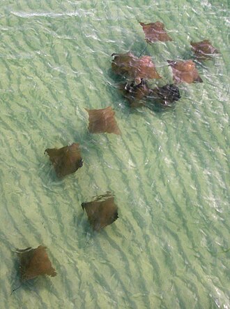 Cownose rays swimming in shallows in the Gulf of Mexico Cownose Rays.jpg