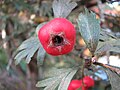 Crataegus orientalis fruit c PG.jpg