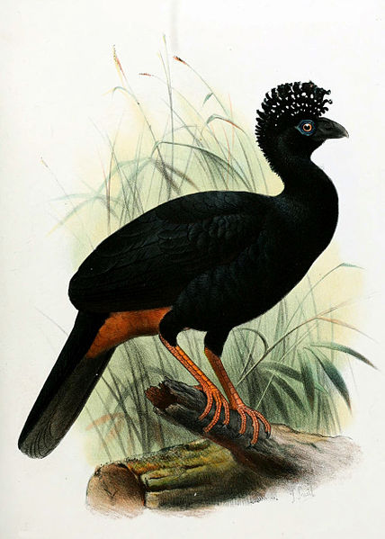 File:Crax globulosa J. Smit.jpg