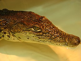 Nilo krokodilas (Crocodylus niloticus)
