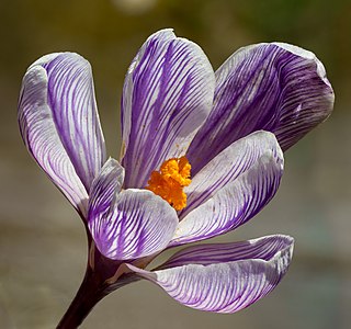 Crocus vernus cultivar