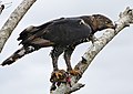 Crowned Hawk-Eagle (Stephanoaetus coronatus) with prey ... (32077394002).jpg