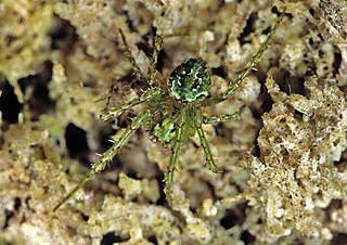 <i>Cryptaranea</i> Genus of spiders