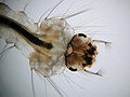 Culicidae - head of larva, Nied, Frankfurt/Main, Germany