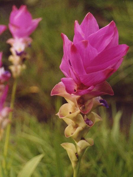 File:Curcuma alismatifolia2.jpg