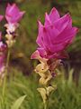 Curcuma alismatifolia2.jpg