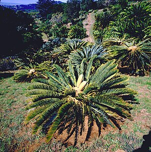 Cycad