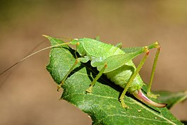 Cyrtaspis scutata