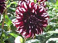 Dahlia 'Tartan'