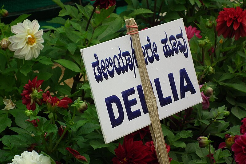 File:Dahlia at Lalbagh flowershow aug2011 7055.JPG