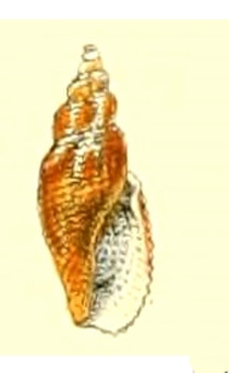 Daphnella_crebriplicata