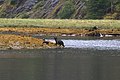 Day 6 - Bears - Poison Cove, Mussel Inlet - panoramio.jpg
