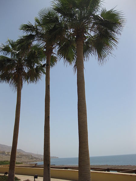 File:Dead Sea - Kempinski Hotel (5).JPG