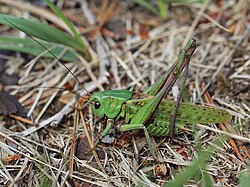 Pļavu dižsienāzis (Decticus verrucivorus)