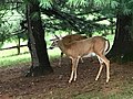 Deer in a North Potomac backyard