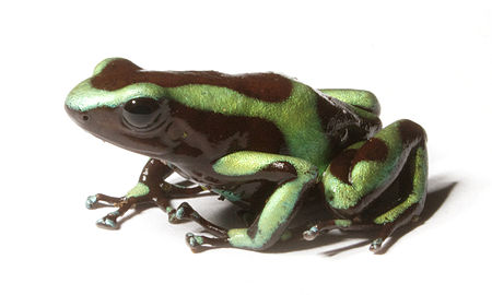 Dendrobates auratus, poison dart frog.jpg