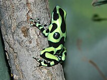 Dendrobates auratus Buffalo Zoo.JPG