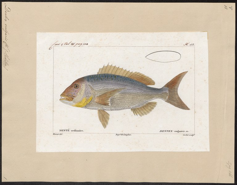 File:Dentex vulgaris - 1828-1849 - Print - Iconographia Zoologica - Special Collections University of Amsterdam - UBA01 IZ13000235.tif