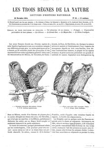 Marc Athanase Parfait Œillet Des Murs, Oiseaux de proies nocturnes ou strigidés, 1864    