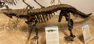 <i>Desmatosuchus</i> Extinct genus of reptiles