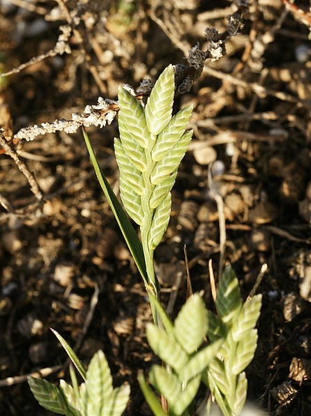 File:Desmazeria sicula (plant).jpg