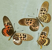 Dewitz1889Ent. Nachr.Plate1, Acraea rogersi.jpg