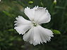 Tuinanjer (Dianthus caryophyllus)