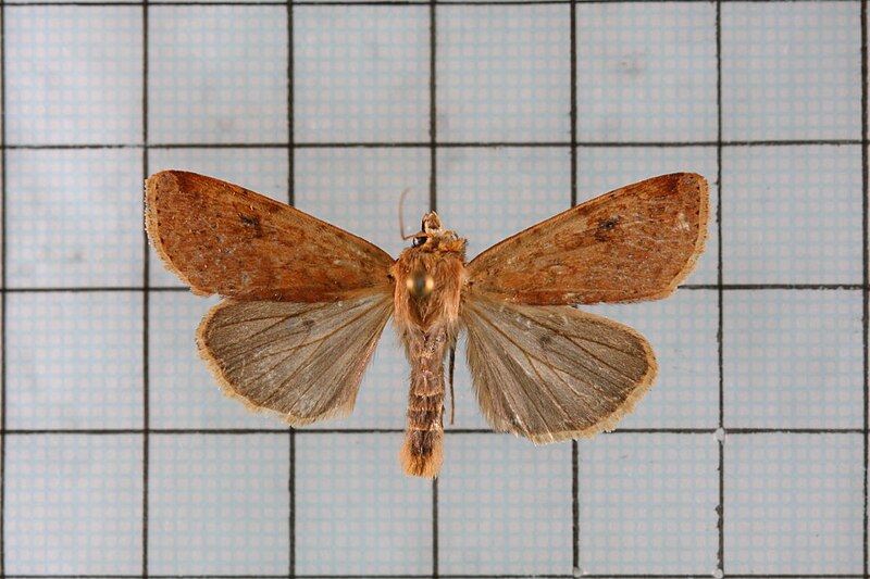 File:Diarsia arenosoides.jpg