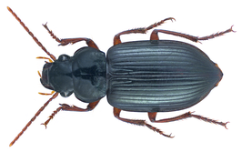 Progonochaetus nigricrus