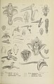 Bryobium retusum (as syn. Eria retusa) figure 308 in: Johannes Jacobus Smith: Die Orchideen von Java Figuren-Atlas - 4. Heft Leiden (1911)