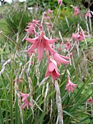 Dierama igneum